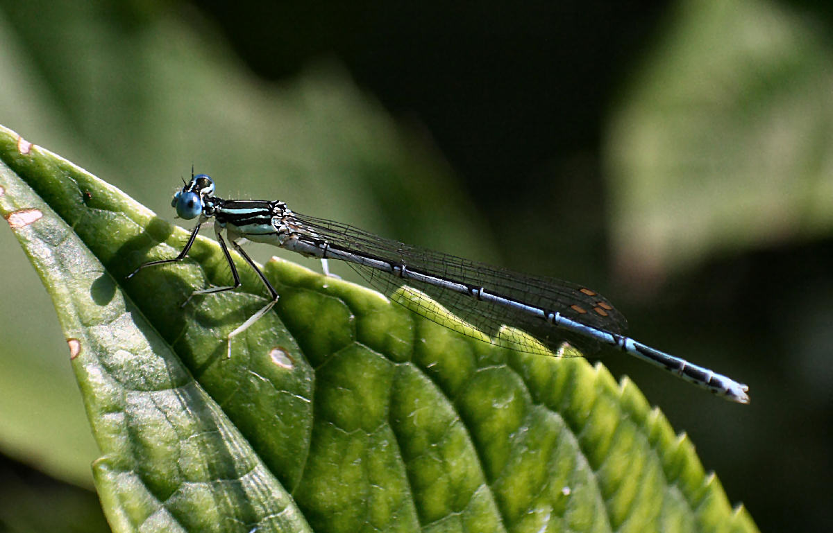 libellulina da identificare: Platycnemis pennipes